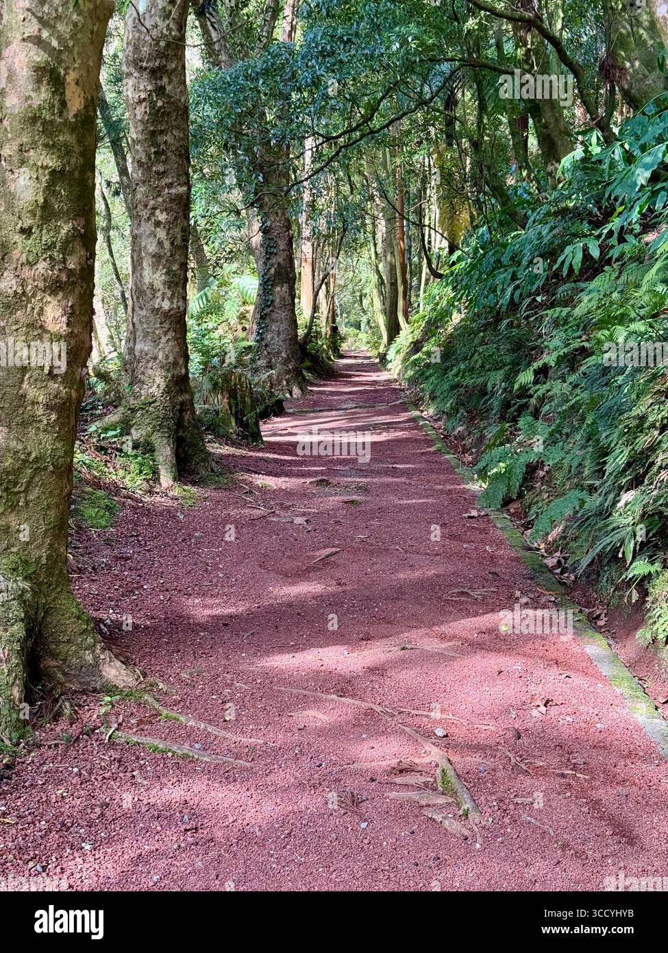 Sentier nature avec escaliers et verdure luxuriante dans le parc Grená, île de São Miguel, Açores, Portugal. Banque D'Images