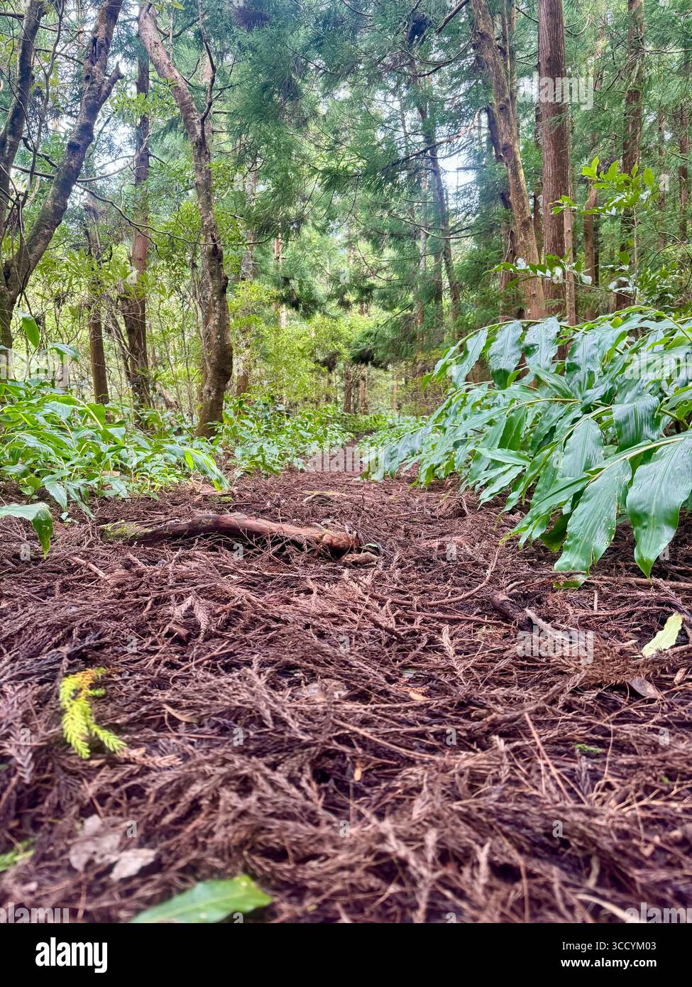 Sentier de randonnée officiel à travers la forêt dense de Nordeste, île de São Miguel, Açores, Portugal. Banque D'Images