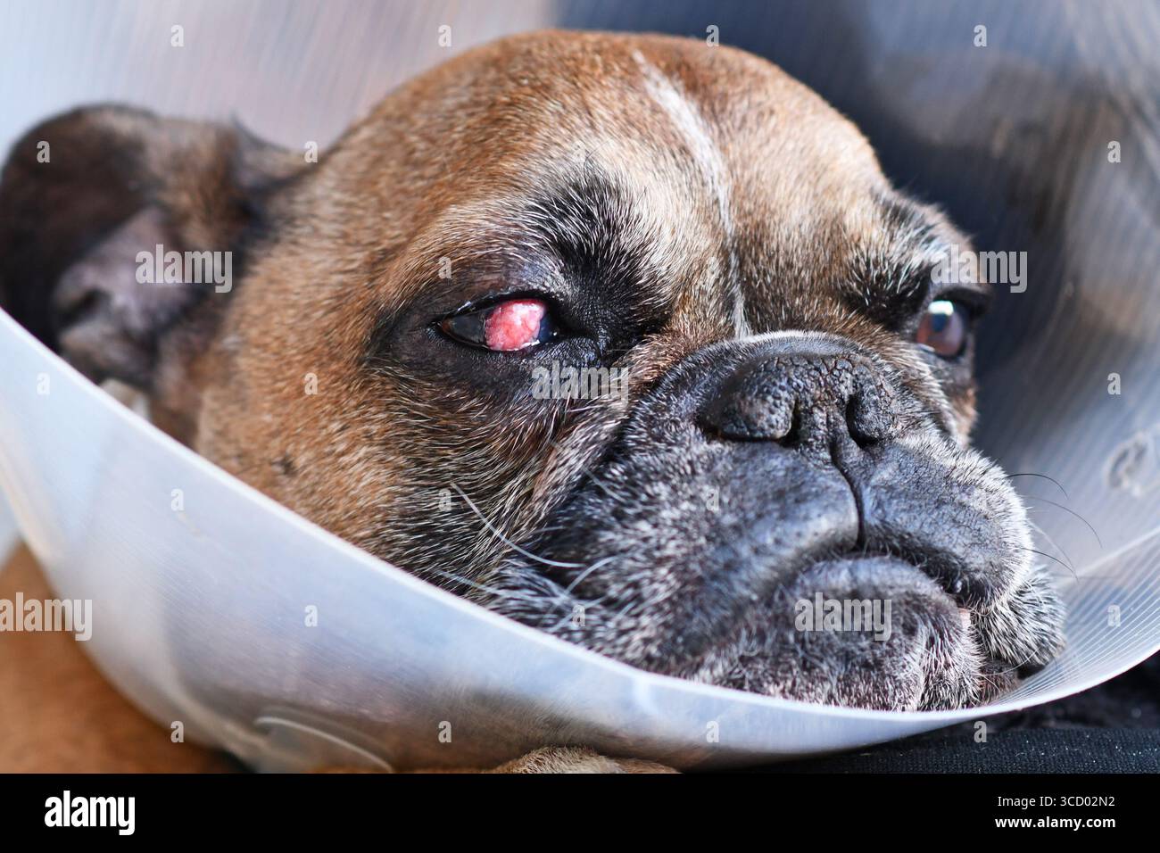 Visage de Bouledogue français avec lambeau conjonctival implanté chirurgical couvrant l'oeil utilisé dans le traitement des traumatismes cornéens profonds Banque D'Images