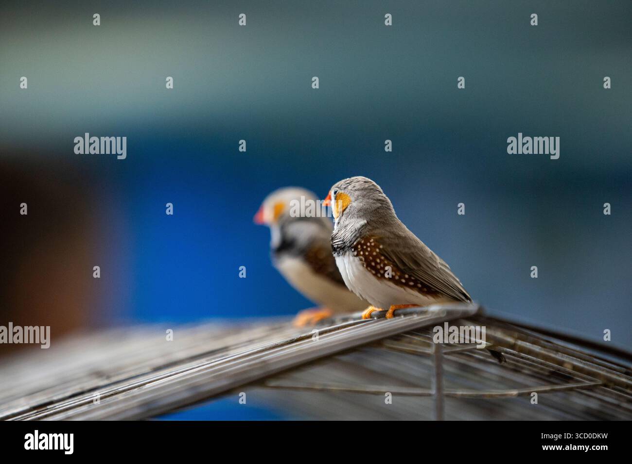 Deux pinsons zèbres perchés étroitement ensemble sur une surface de fil à l'intérieur d'une volière Banque D'Images