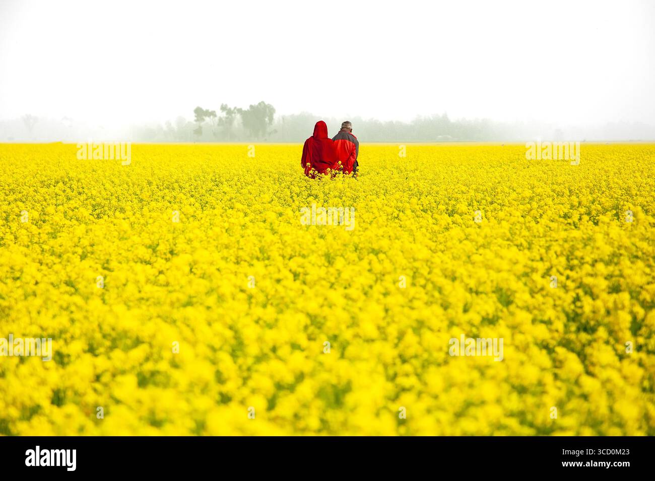 Sirajganj, Bangladesh - 28 décembre 2022 : vue de deux personnages au milieu d'une vaste mer de fleurs de moutarde jaune vif, contrastant fortement avec l'horizon brumeux lointain. Banque D'Images
