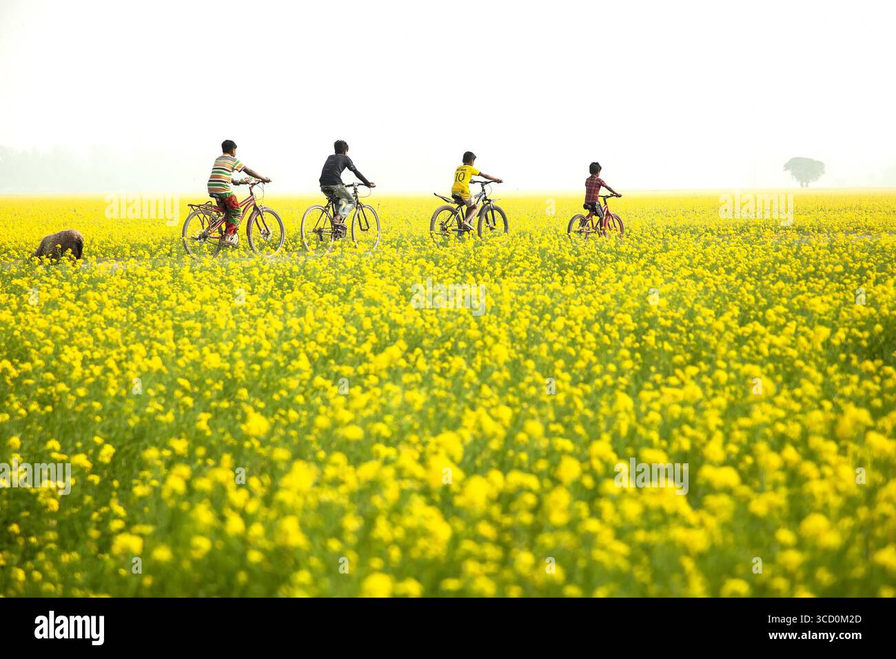 Sirajganj, Bangladesh - 28 décembre 2022 : vue d'enfants à vélo à travers une mer vibrante et dorée de fleurs de moutarde sous un ciel lumineux et brumeux. Banque D'Images