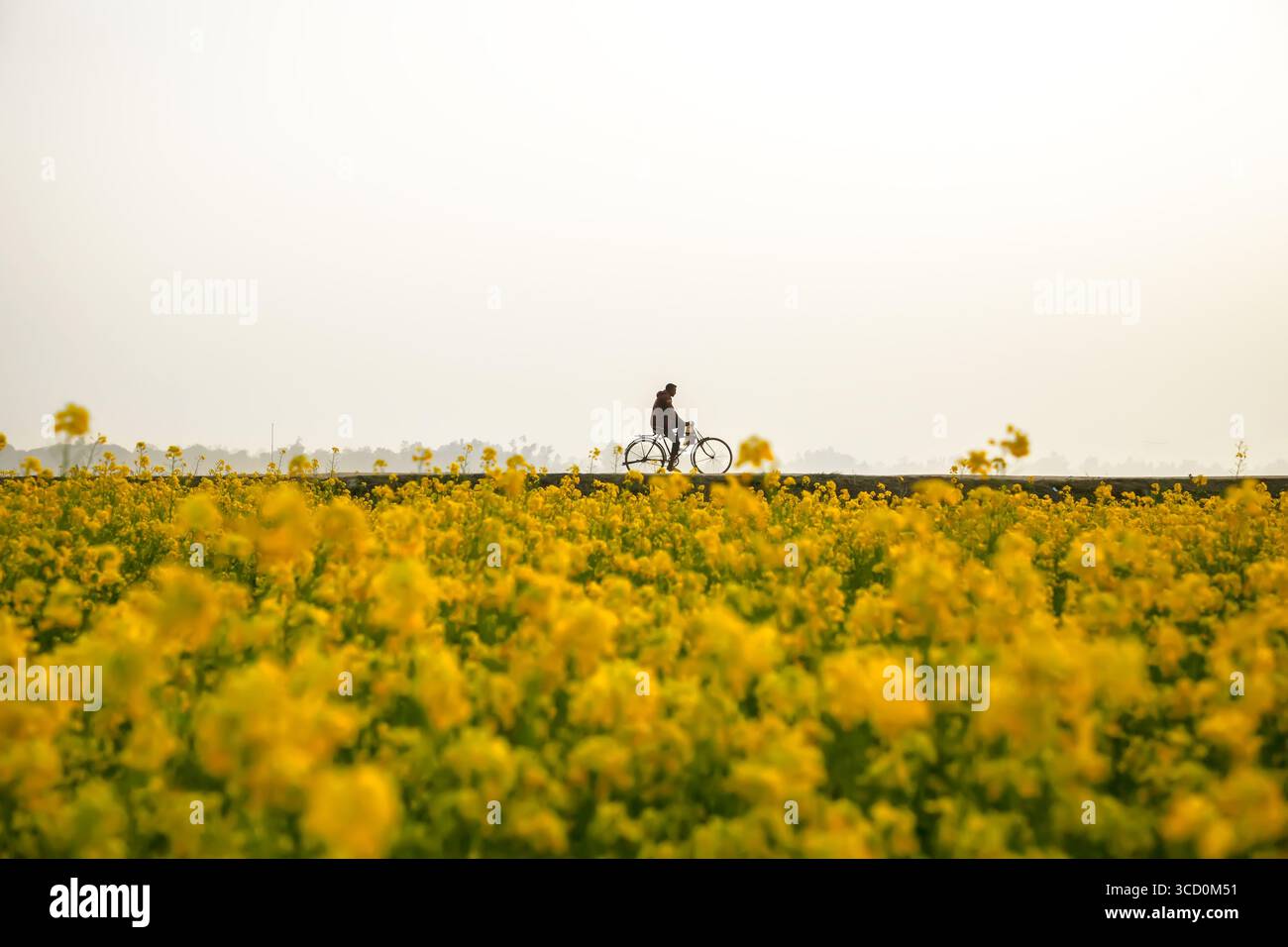 Sirajganj, Bangladesh - 28 décembre 2022 : vue d'un cycliste silhouette contre un ciel lumineux, roulant le long d'un sentier au milieu d'une mer vibrante de fleurs de colza jaune. Banque D'Images