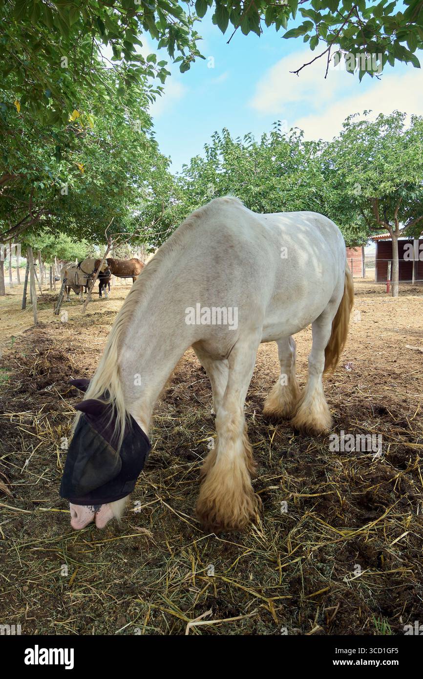 Montre un grand cheval de trait, probablement un Clydesdale ou un Shire, se nourrissant dans un corral. Vêtu de son masque à mouche caractéristique, l'animal pèse sous le trône Banque D'Images