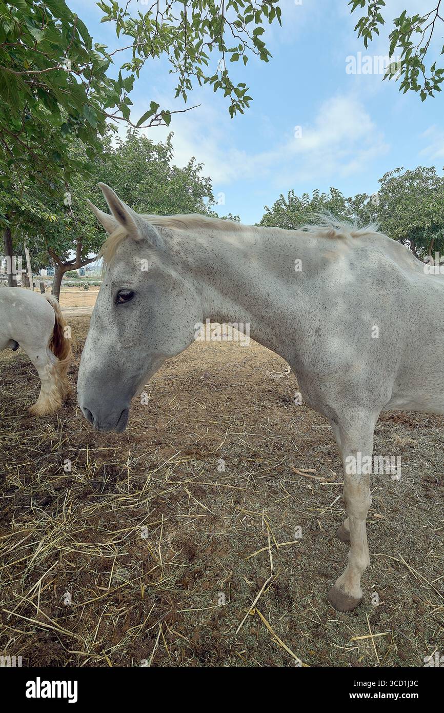 Un cheval blanc avec des taches grises se tient dans un champ poussiéreux. Il reflète la tranquillité et la vie rurale sous le soleil d'été. Banque D'Images