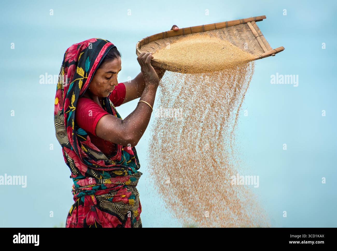 Bogura, Bangladesh - 25 mai 2017 : vue d'une femme dans un sari floral vibrant vannant le grain contre la lumière douce et diffuse du ciel, créant une cascade de teintes dorées. Banque D'Images