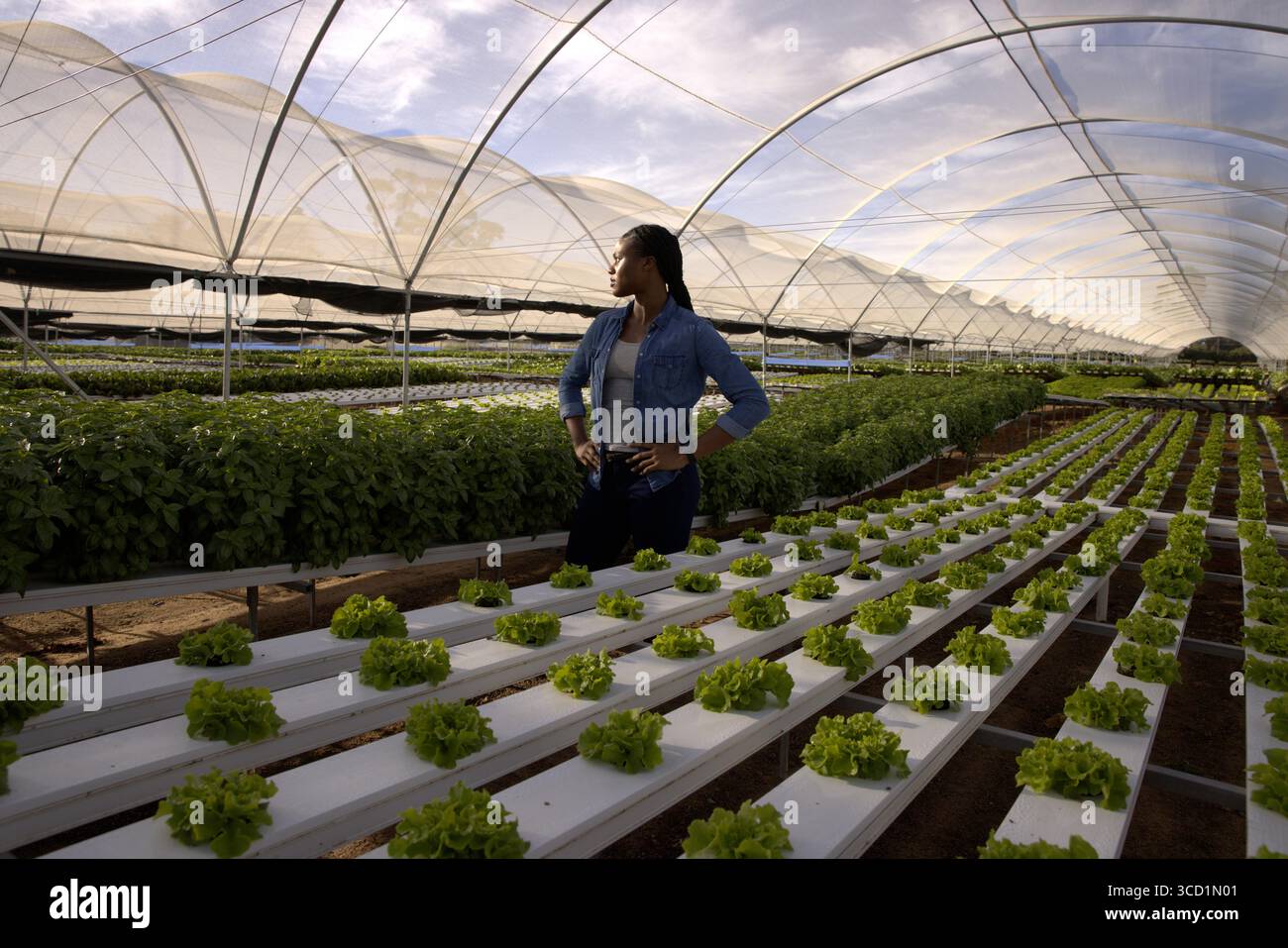 Femme afro-américaine debout arpentant les rangées de laitue hydroponique dans la serre avec filet d'ombrage Banque D'Images