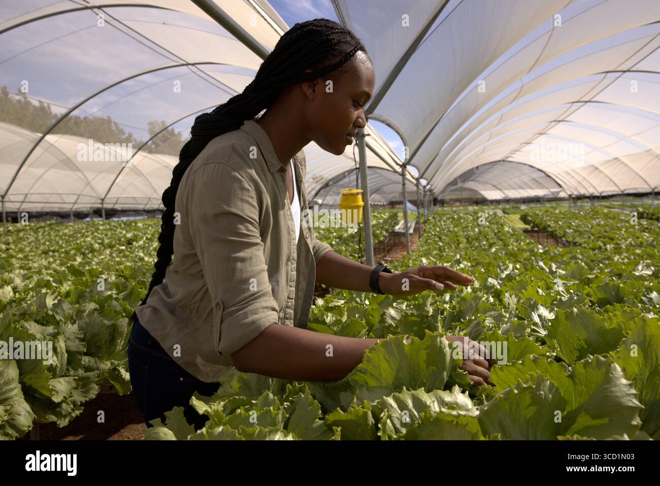 Femme afro-américaine s'occupant de rangées de laitue dans des arches de serre avec piège collant, espace de copie Banque D'Images