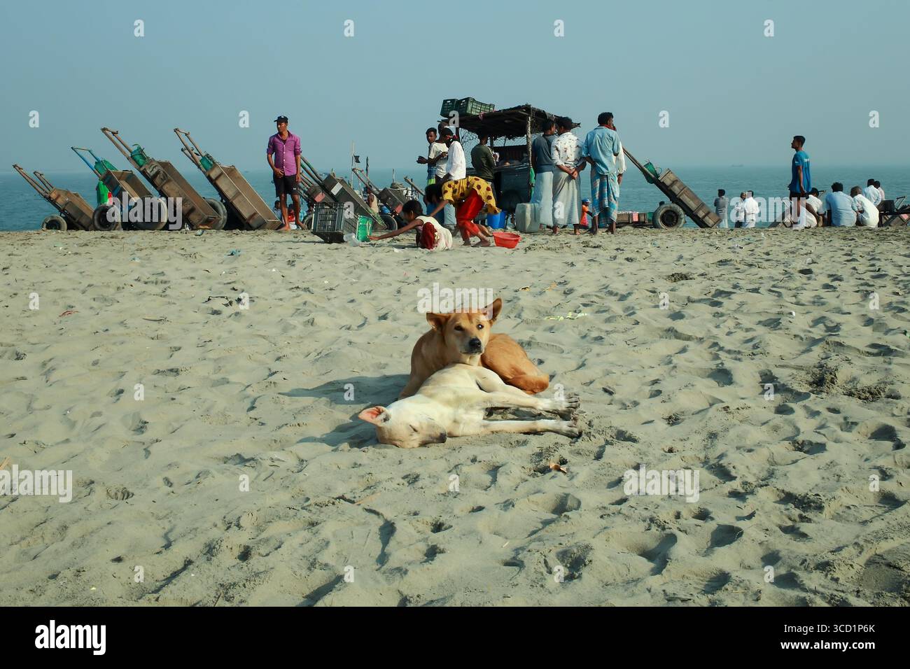 Cox's Bazar, Bangladesh - 07 mars 2022 : vue sur une plage de sable avec des chiens au repos, des chariots alignés et des gens rassemblés près d'une stalle sous le cercle lumineux Banque D'Images
