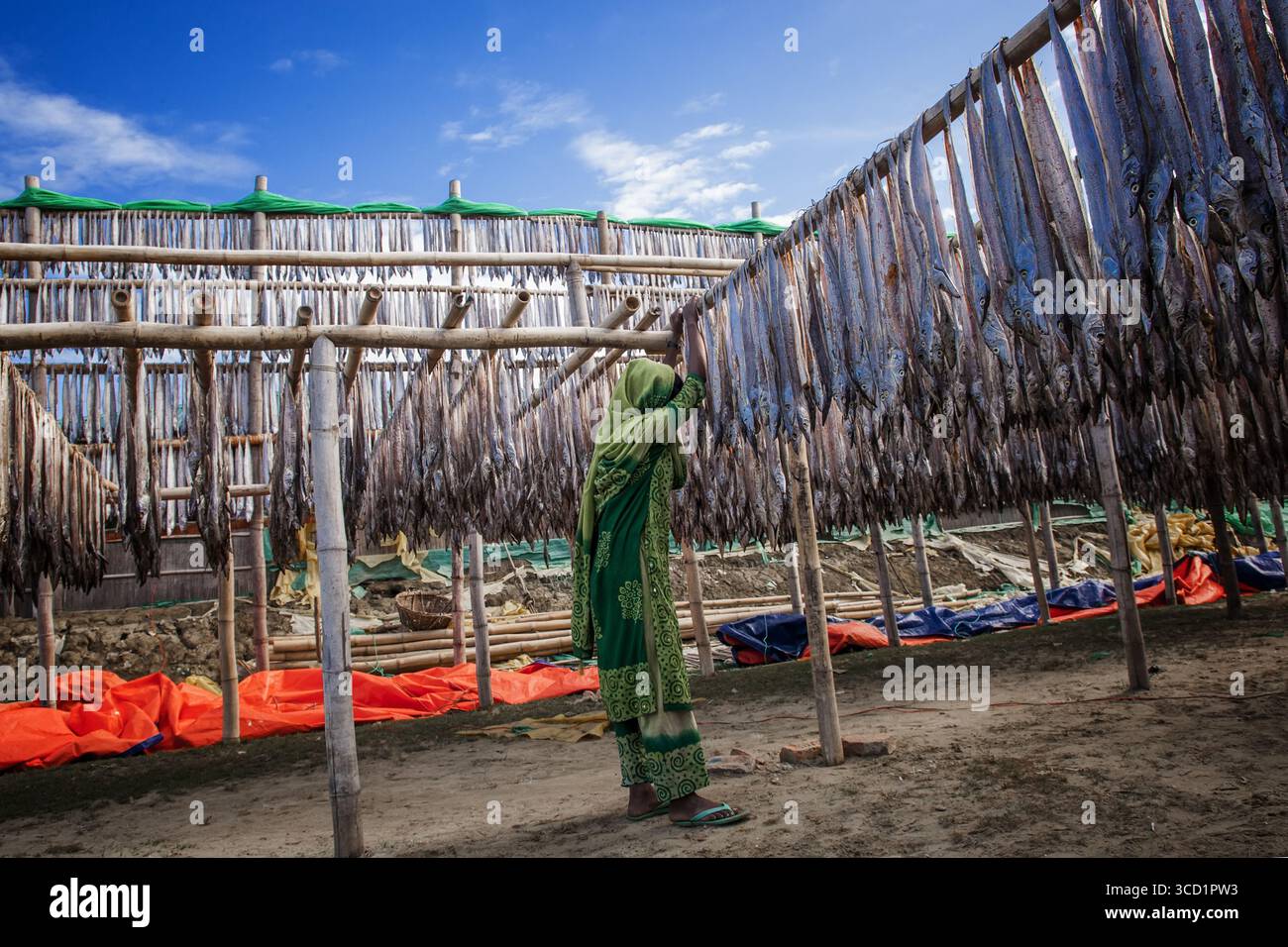 Cox's Bazar, Bangladesh - 29 novembre 2022 : vue de poissons suspendus pour sécher sous le ciel lumineux, créant un motif contre les étagères en bois et la vib Banque D'Images