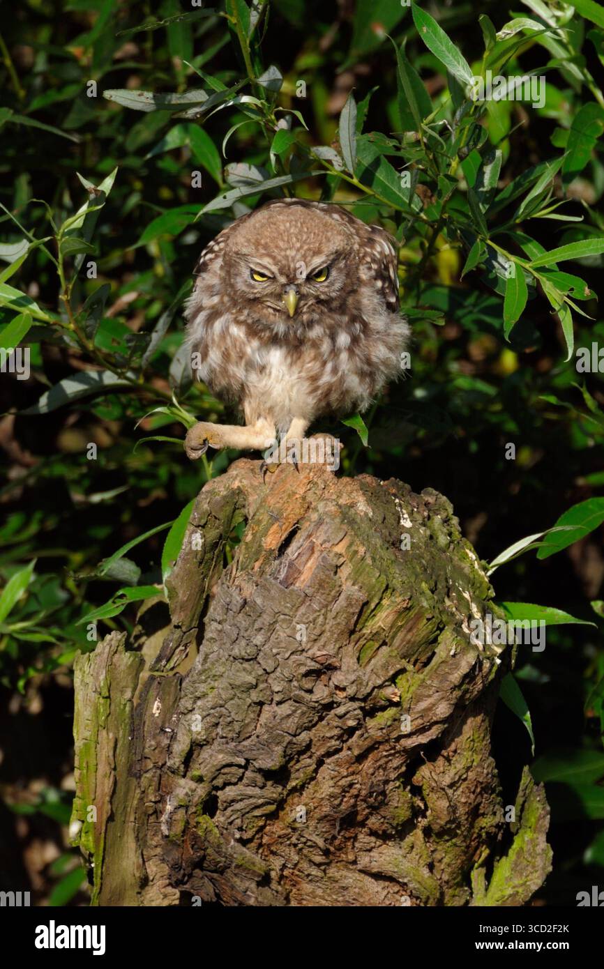 DATE D'ENREGISTREMENT NON INDIQUÉE hier bin ich der Chef... Steinkauz * Athene noctua *, Eule ballt den Fang zur Faust und haut auf den Tisch , lustiges, aussagekräftiges Bild, Situationskomik, heimische Natur *** Little Owl / Minervas Owl Athene noctua perché au sommet d'un saule, semble en colère, pose le pied, drôle animal, faune, Europe. Rhénanie-du-Nord-Westphalie, Rhénanie-du-Nord-Deutschland, Westeuropa Banque D'Images