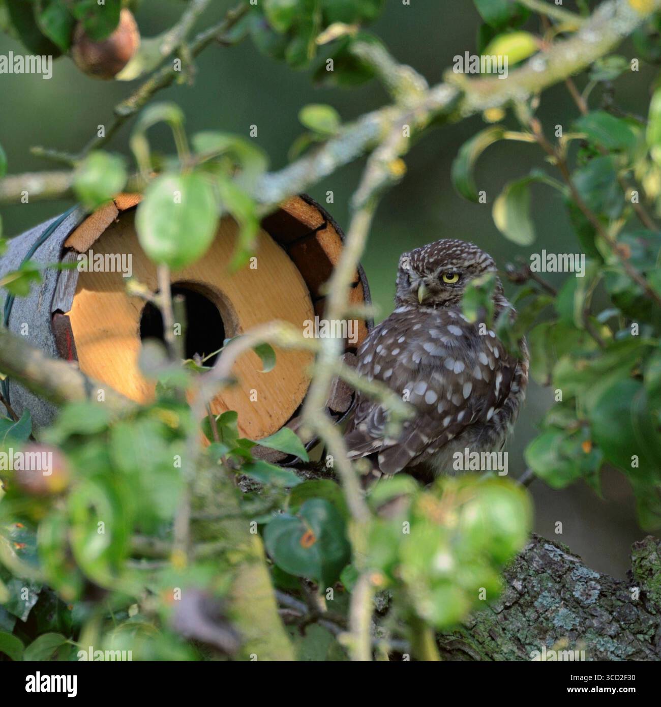 DATE D'ENREGISTREMENT NON INDIQUÉE vor der Niströhre... Steinkauz Athene noctua sitzt gut versteckt vor einer Nisthilfe, Brutröhre in einem Birnbaum und schaut sich um, heimische Natur *** Minervas Owl / Little Owl Athene noctua est assis dans un vieux poire devant son aide à la nidification artificielle, faune, Europe. Rhénanie-du-Nord-Westphalie, Rhénanie-du-Nord-Deutschland, Westeuropa Banque D'Images