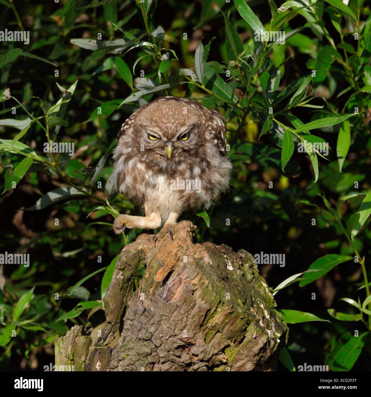 DATE D'ENREGISTREMENT NON INDIQUÉE hier bin ich der Chef... Steinkauz * Athene noctua *, Eule ballt den Fang zur Faust und haut auf den Tisch , lustiges, aussagekräftiges Bild, Situationskomik, heimische Natur *** Little Owl / Minervas Owl Athene noctua perché au sommet d'un saule, semble en colère, pose le pied, drôle animal, faune, Europe. Rhénanie-du-Nord-Westphalie, Rhénanie-du-Nord-Deutschland, Westeuropa Banque D'Images