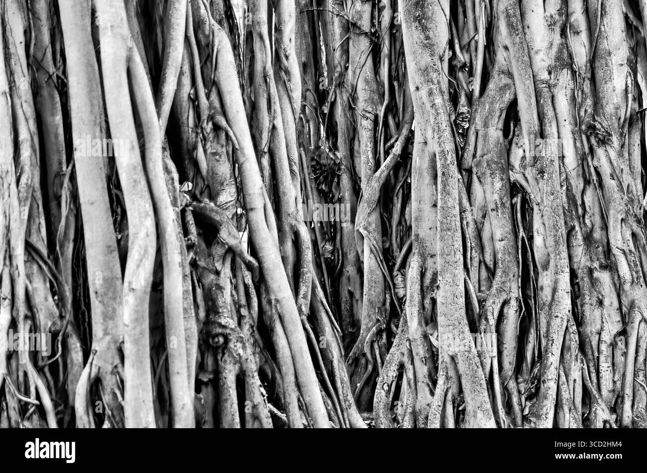 Gros plans de Banyan Treets sur l'île d'Oahu Banque D'Images