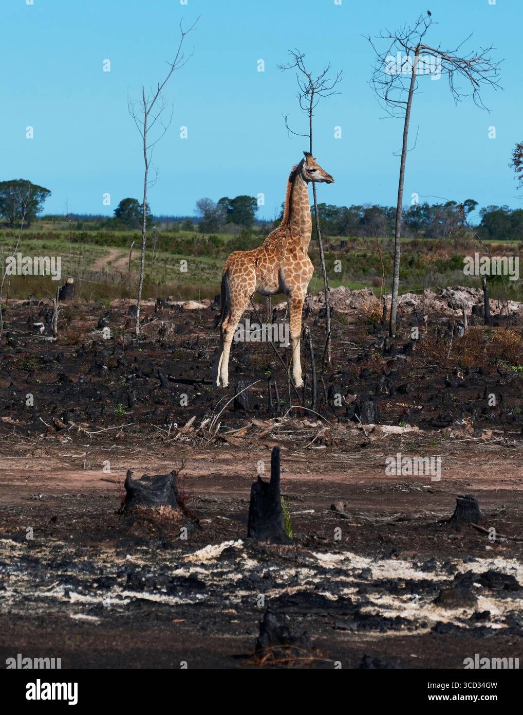 Jeune girafe debout au milieu d'un paysage dégradé de forêt brûlée de défrichement à la lumière du jour Banque D'Images
