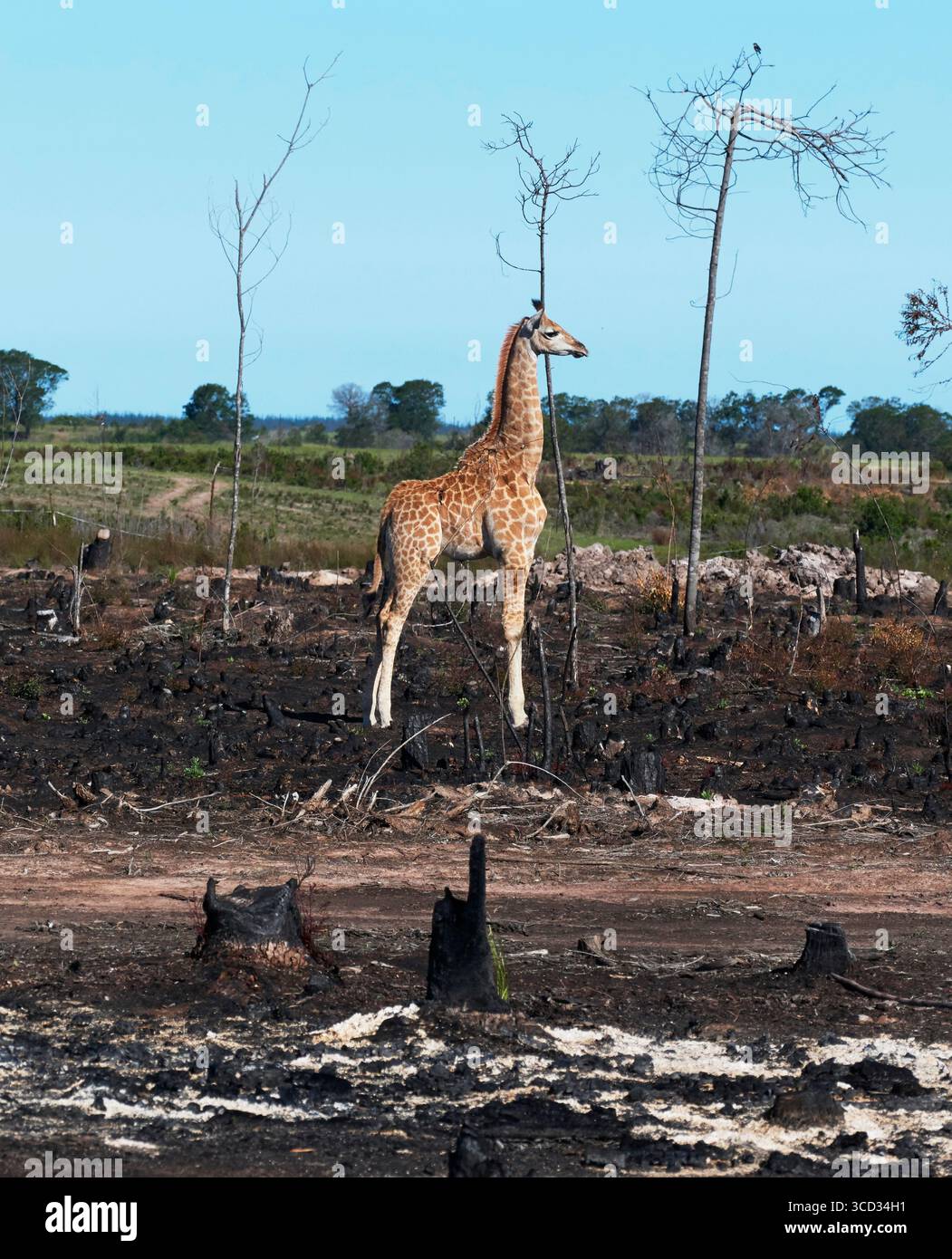 Jeune girafe debout au milieu d'un paysage dégradé de forêt brûlée de défrichement à la lumière du jour Banque D'Images