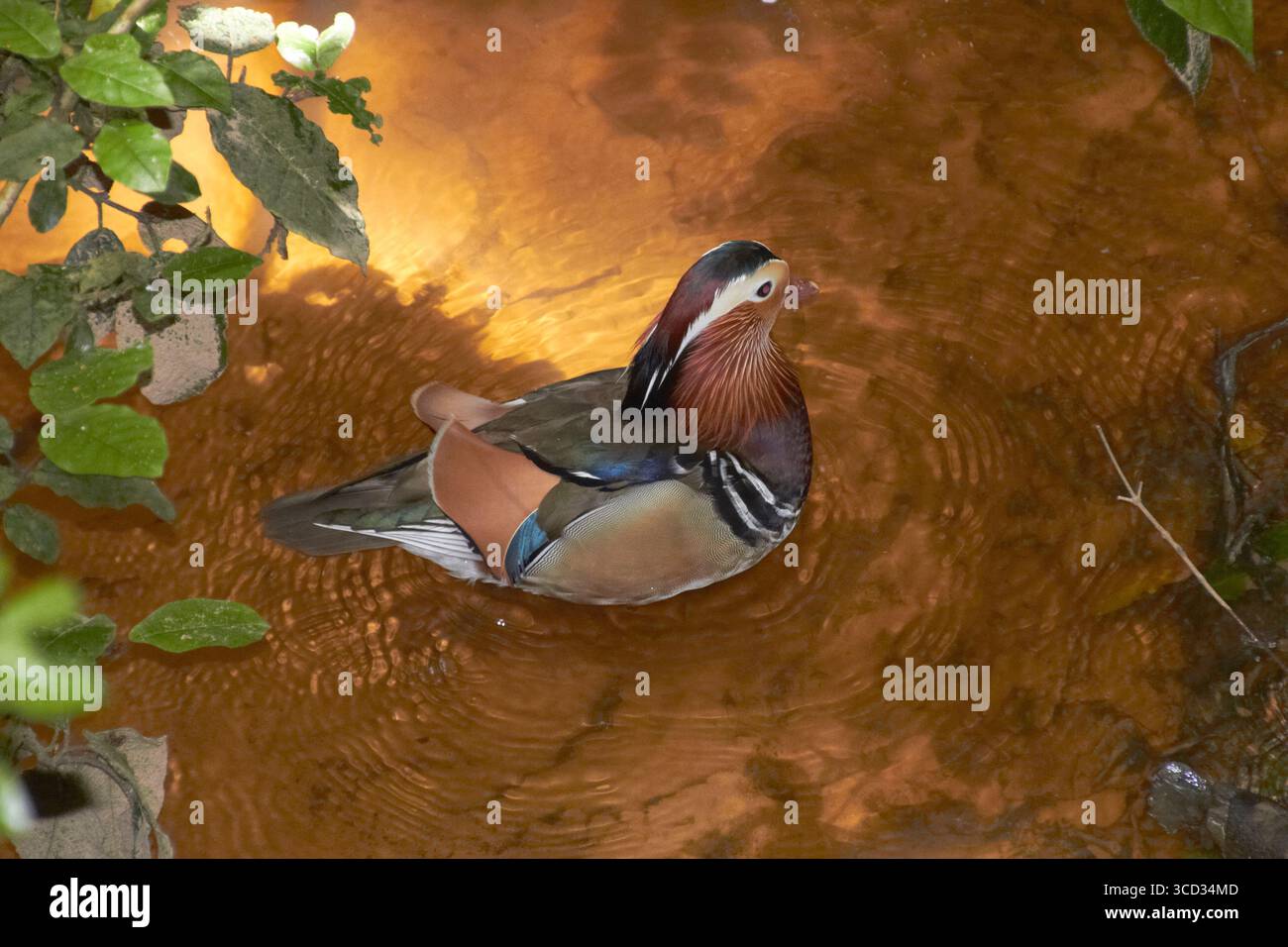 Baignade animée de canard Mandarin dans un étang ensoleillé entouré de verdure Banque D'Images