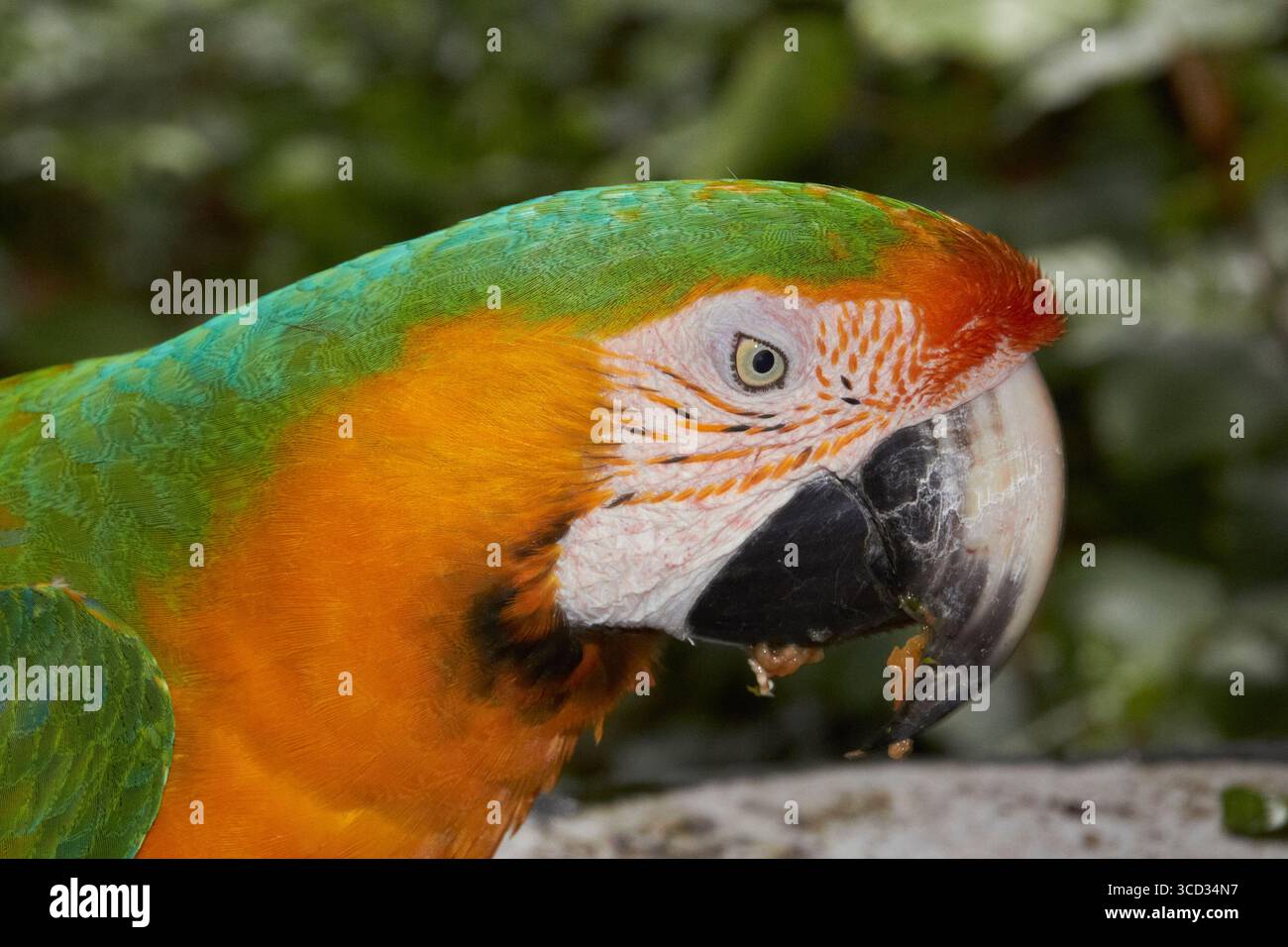 Perroquet Macaw vif en gros plan sur fond feuillu naturel Banque D'Images