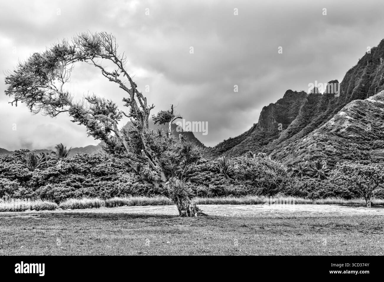Arbres spectaculaires et paysage océanique le long de la côte par Kualoa Ranch sur Oahu en noir et blanc Banque D'Images