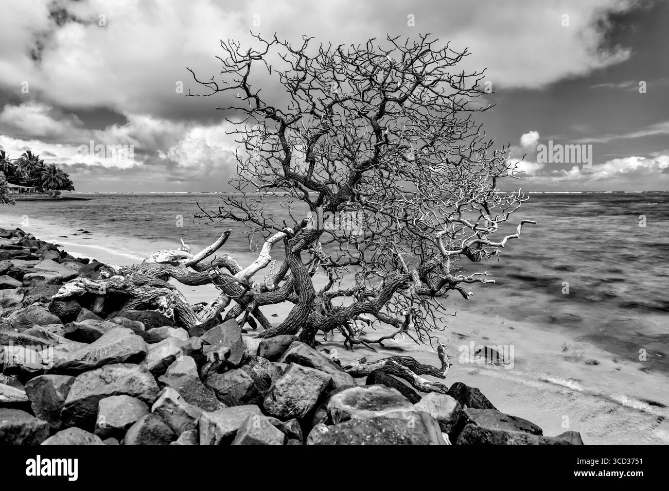 Arbres spectaculaires et paysage océanique le long de la côte par Kualoa Ranch sur Oahu en noir et blanc Banque D'Images