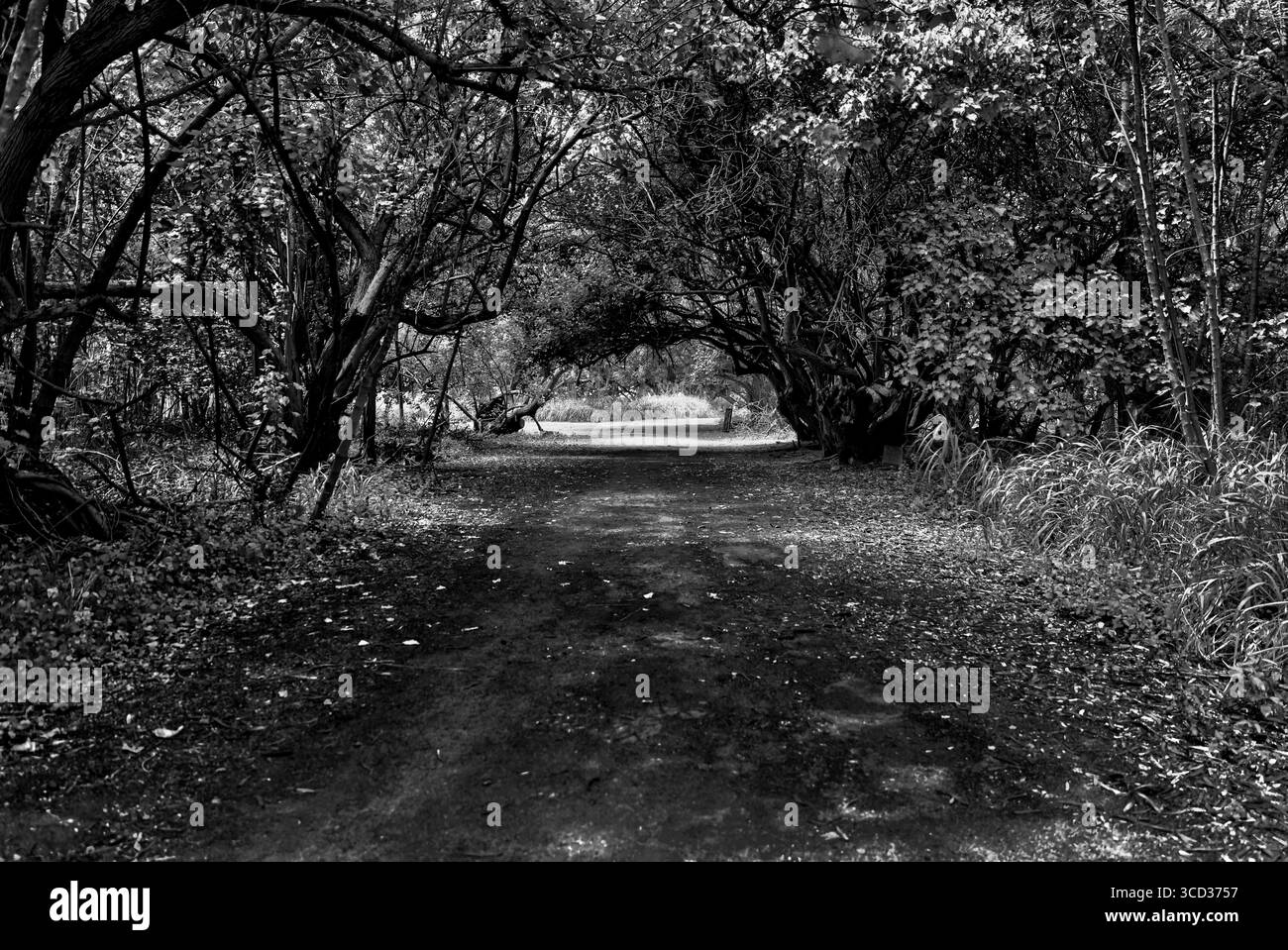 Arbres spectaculaires et paysage océanique le long de la côte par Kualoa Ranch sur Oahu en noir et blanc Banque D'Images