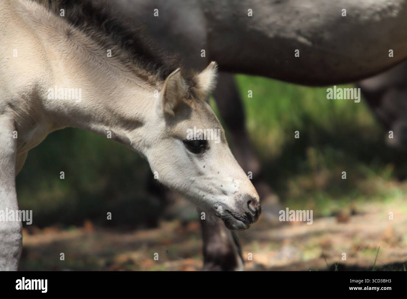 Le Konik (polonais : konik polski ou konik biłgorajski) ou cheval primitif polonais est un petit cheval semi-sauvage originaire de Pologne Banque D'Images