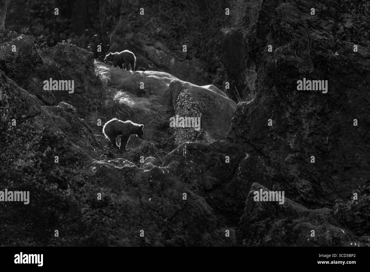 Ours brun (Ursus arctos). Europe Banque D'Images