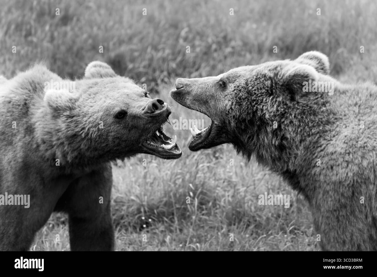 Ours brun (Ursus arctos). Europe Banque D'Images