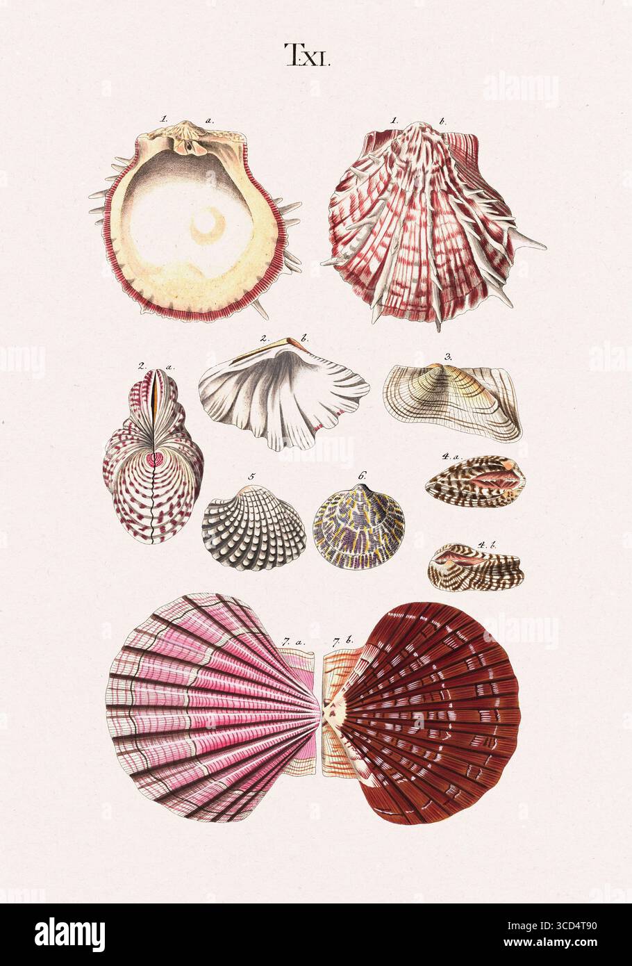 Illustration de coque. Plaque scientifique antique présentant divers mollusques marins avec des dessins détaillés et naturalistes. Vienne, 1795 - 1. Spondylus gaedcropus - 2. Chama hippopus - 3. Arca tortuosa - 4. Arca noae - 5. Arca granosa - 6. ARCA undata - 7. Ostrea maxima Banque D'Images
