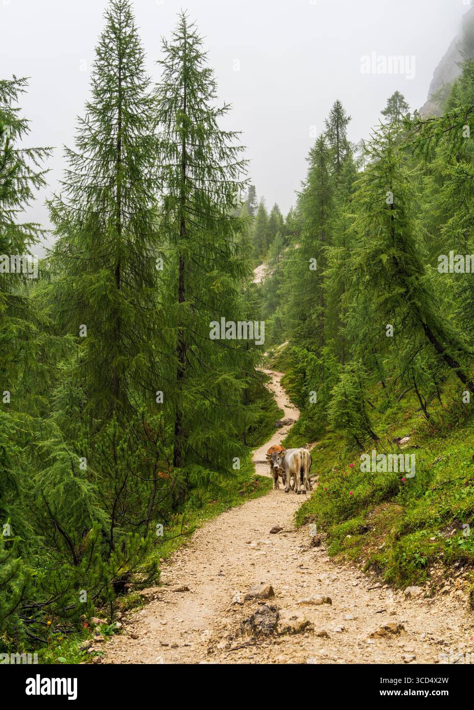 Vaches debout sur le chemin de randonnée dans les Dolomites italiennes. Paysage montagneux d'été, animaux ruraux dans la nature alpine, destination de voyage pittoresque en Europe. Banque D'Images