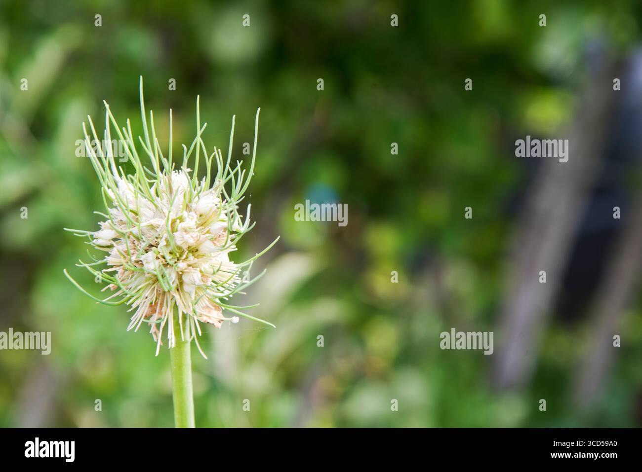 Poireau, Musselburgh, tête de graine fixant des bulbilles après avoir enlevé les fleurs. Banque D'Images