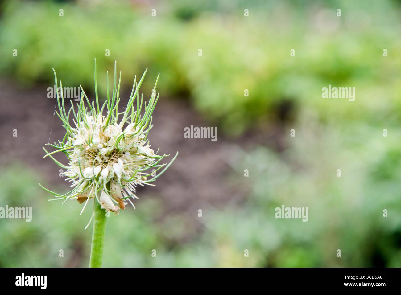 Poireau, Musselburgh, tête de graine fixant des bulbilles après avoir enlevé les fleurs. Banque D'Images