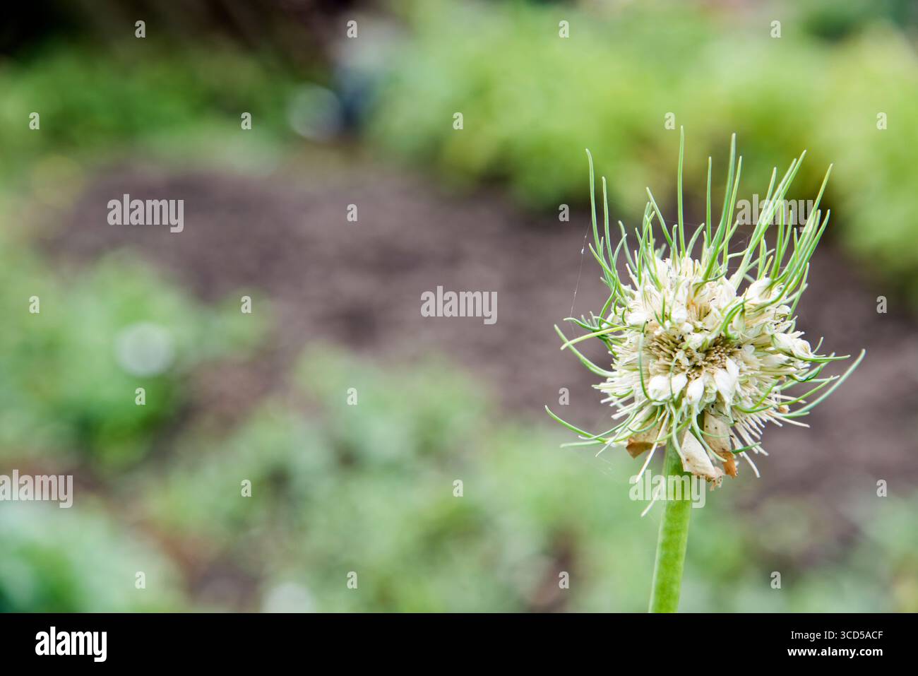 Poireau, Musselburgh, tête de graine fixant des bulbilles après avoir enlevé les fleurs. Banque D'Images