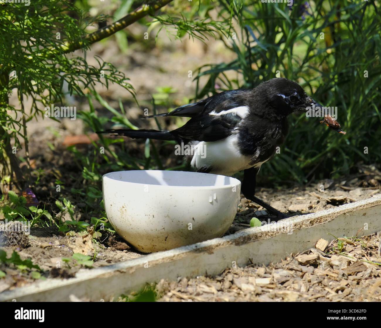 Magpie avec une pierre de prune dans son bec debout à côté d'un bol d'eau vive dans un lotissement de jardin par une journée ensoleillée. Banque D'Images