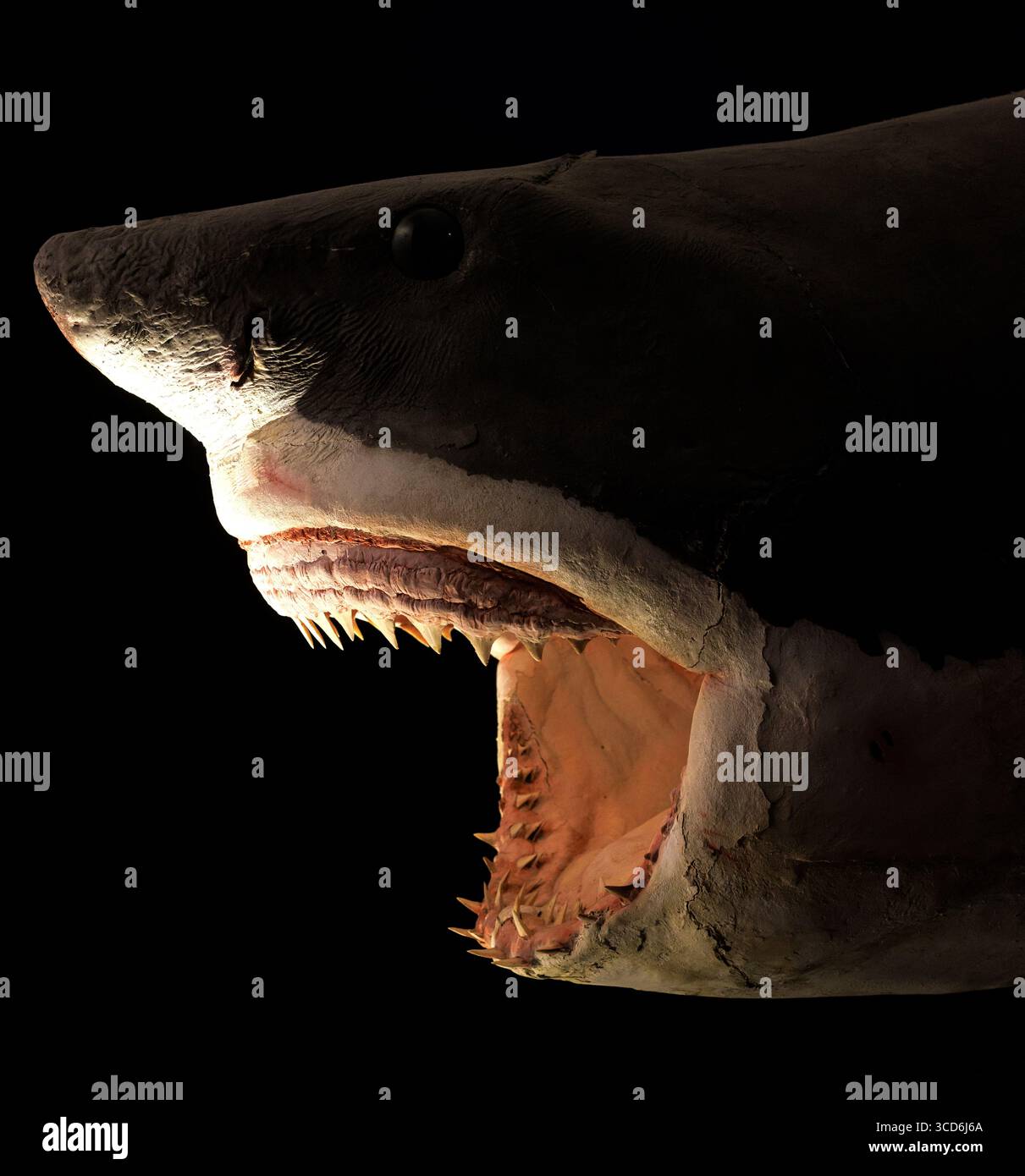 Carlotta grand requin blanc farci, Musée civique d'histoire naturelle de Trieste Banque D'Images Carlotta grand requin blanc farci, Musée civique d'histoire naturelle de Trieste Banque D'Images