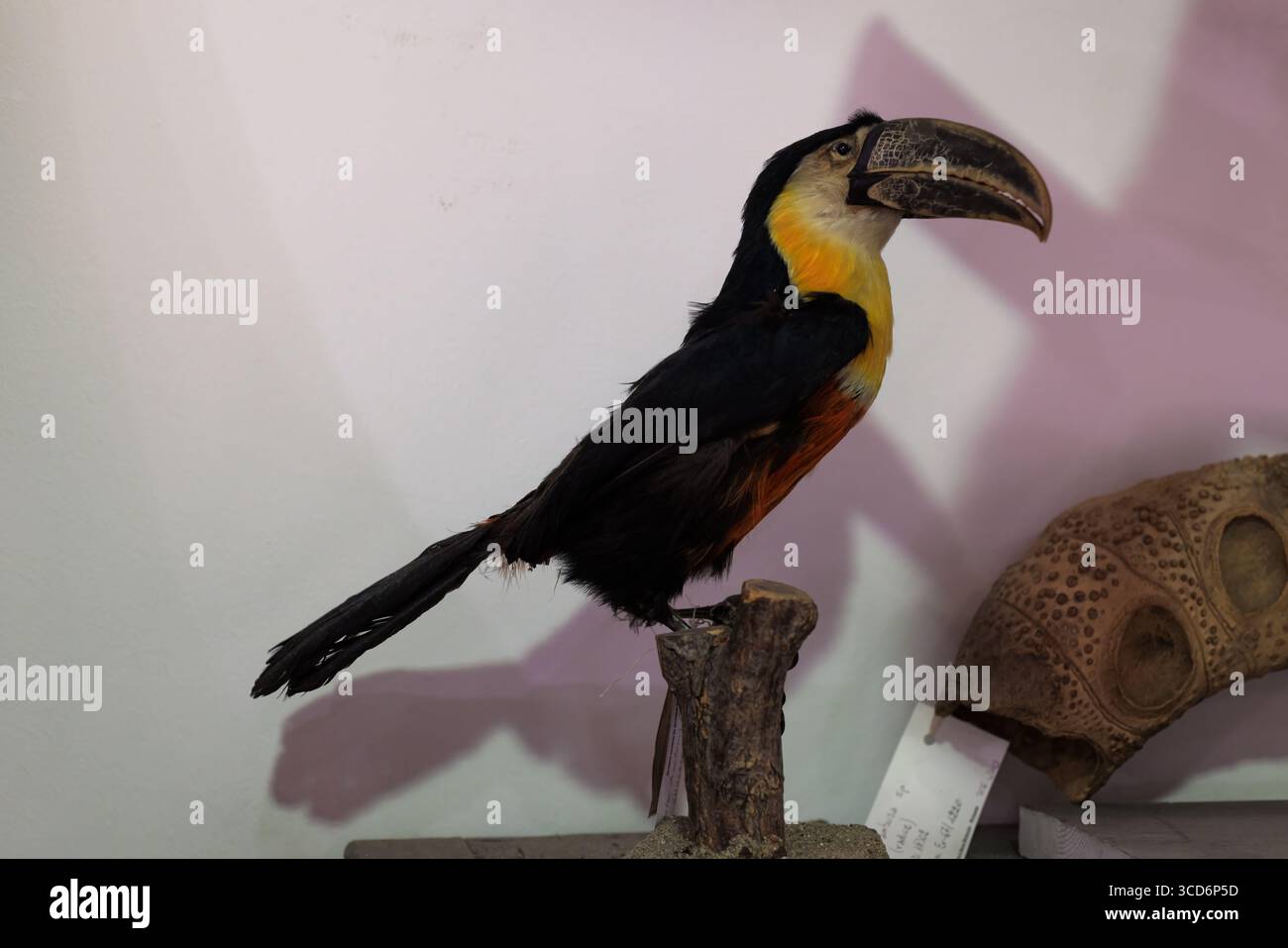 Ramphastos toco. Toucan farci sur perche, Musée civique d'histoire naturelle de Trieste Banque D'Images Ramphastos toco. Toucan farci sur perche, Musée civique d'histoire naturelle de Trieste Banque D'Images