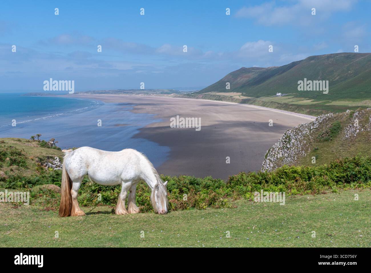Poney de montagne galloise broutant le promontoire de Rhossili surplombant la plage de Rhossili Bay, un endroit magnifique sur la péninsule de Gower, au sud du pays de Galles, Royaume-Uni, en été Banque D'Images