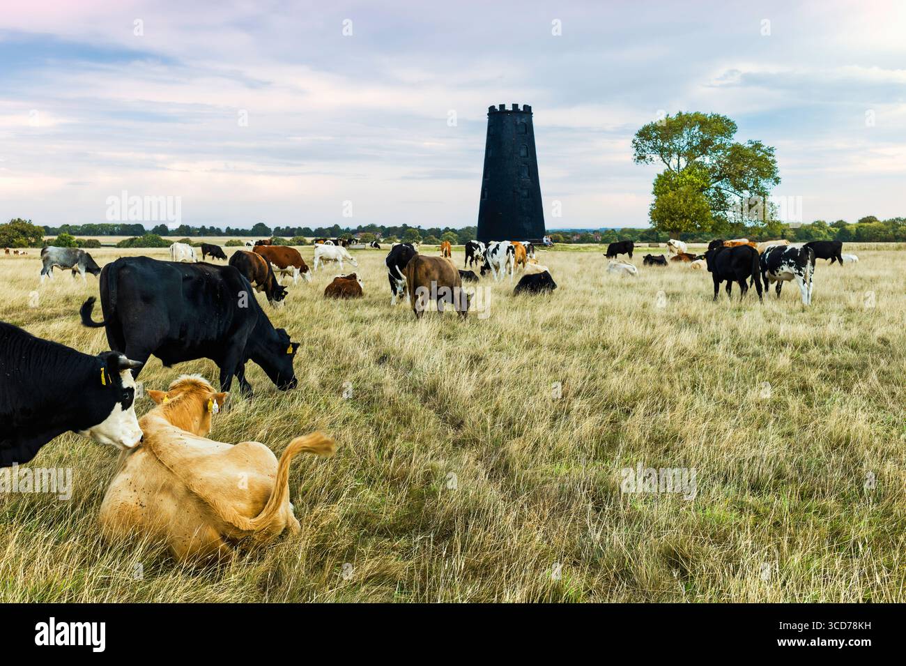 Les bovins en liberté paissent sur de hautes herbes sous le ciel avec des nuages et un moulin à vent désaffecté à l'horizon flanqué d'arbres. Westwood, Beverley, Yorkshire, Royaume-Uni Banque D'Images