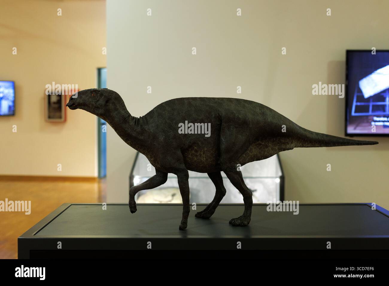 Les dinosaures Carso . Antonio le dinosaure - reconstruction fossile de Tethyshadros insularis. Musée civique d'histoire naturelle. Trieste Banque D'Images Les dinosaures Carso . Antonio le dinosaure - reconstruction fossile de Tethyshadros insularis. Musée civique d'histoire naturelle. Trieste Banque D'Images