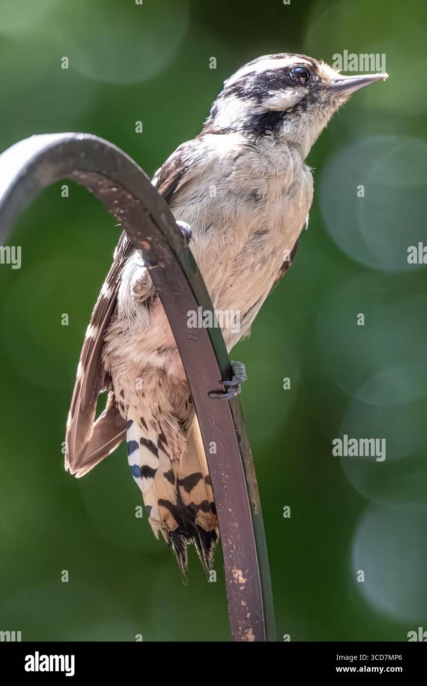 Pic duveteux (Dryobates pubescens) perché au sommet d'un hameçon de berger à Blairsville, en Géorgie. (ÉTATS-UNIS) Banque D'Images