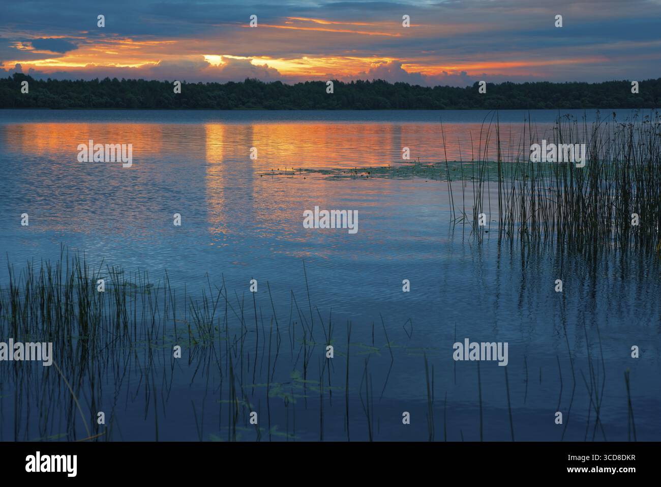 La nature de la Biélorussie, une matinée d'été sereine, une aube lumineuse sur le lac Selyava Banque D'Images