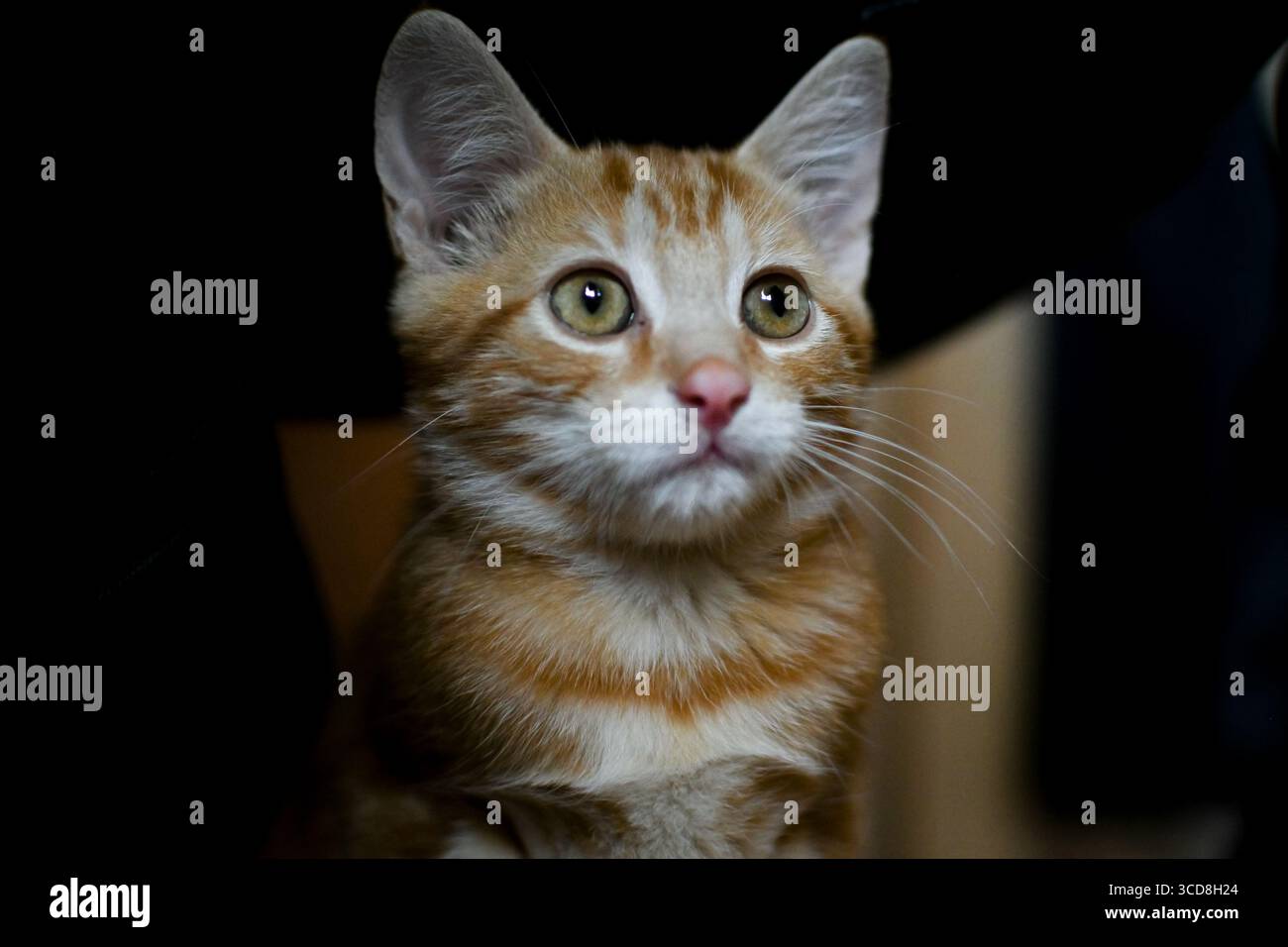 Gros plan d'un adorable chaton au gingembre avec des yeux verts frappants regardant attentivement à l'intérieur. Banque D'Images