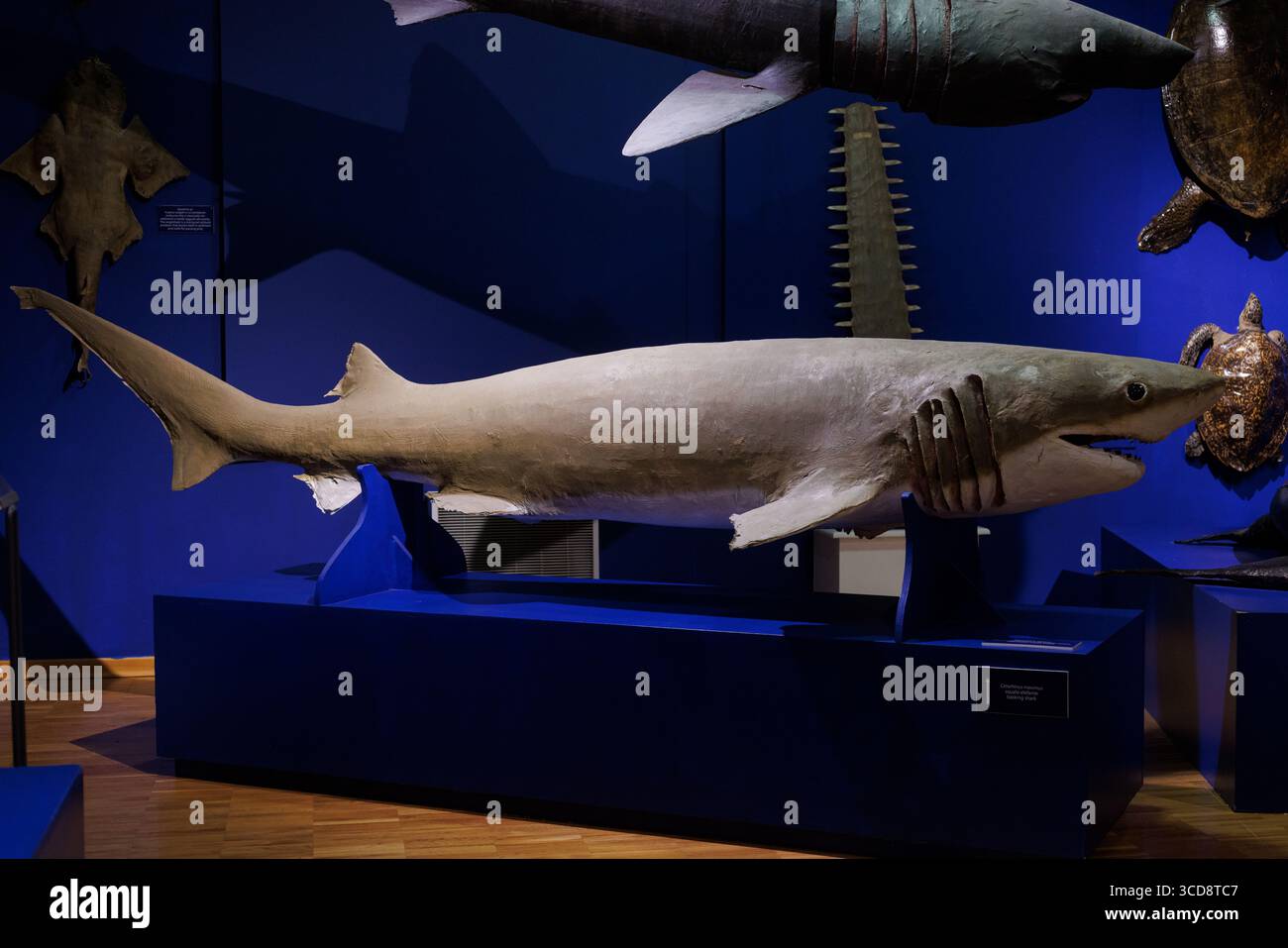 Un requin Sixgill Bluntnose farci, Musée civique d'histoire naturelle de Trieste Banque D'Images Un requin Sixgill Bluntnose farci, Musée civique d'histoire naturelle de Trieste Banque D'Images