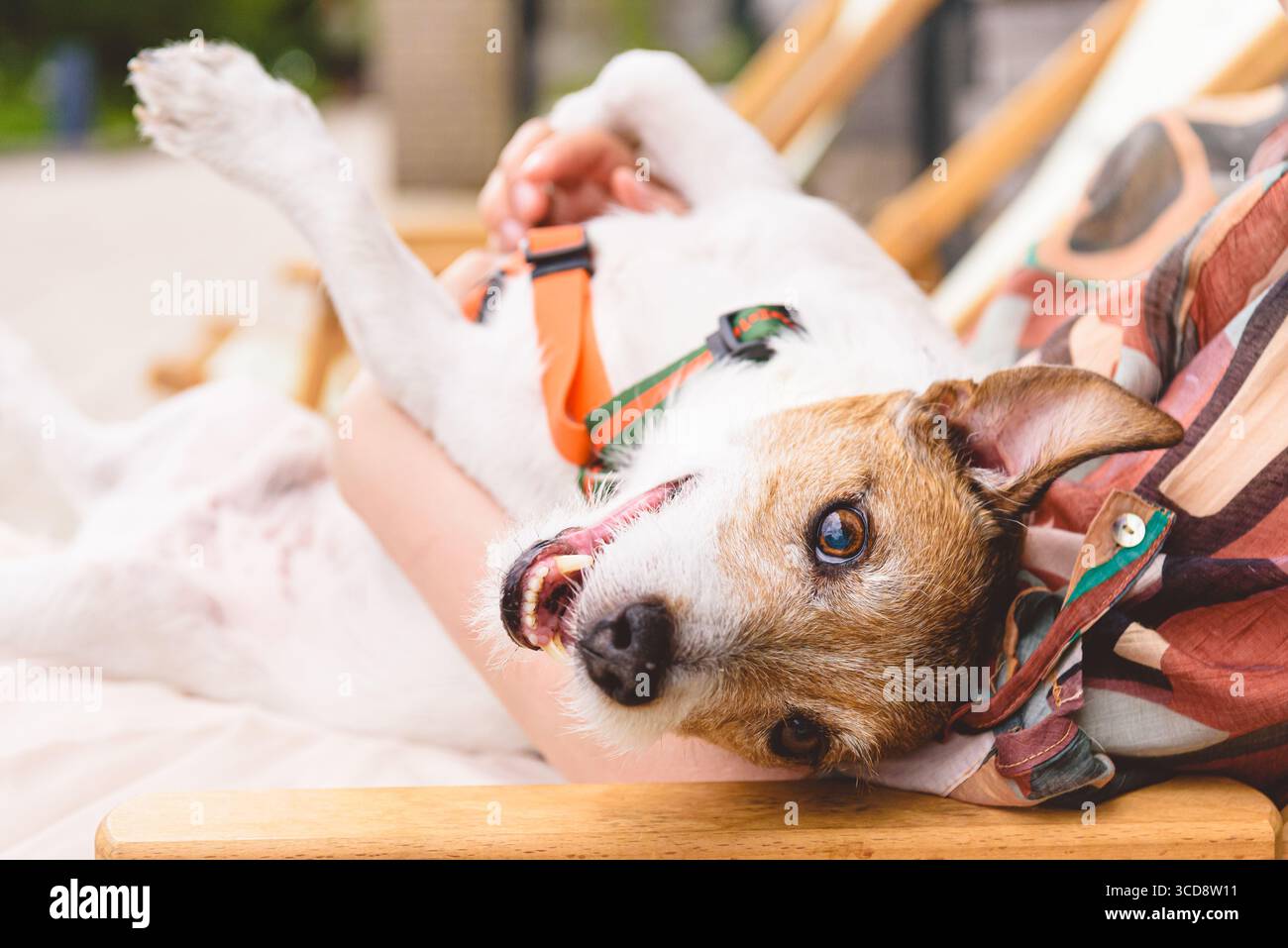 Femme et son chien se relaxant ensemble au café extérieur Banque D'Images