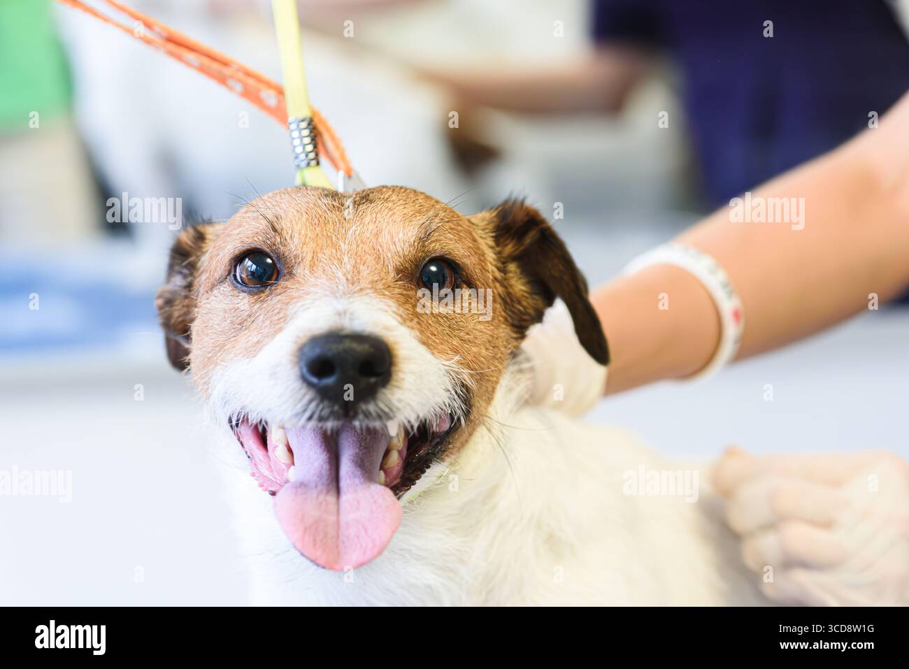 Joyeux Jack russell terrier pendant la séance de toilettage de chien professionnel au salon pour animaux de compagnie Banque D'Images