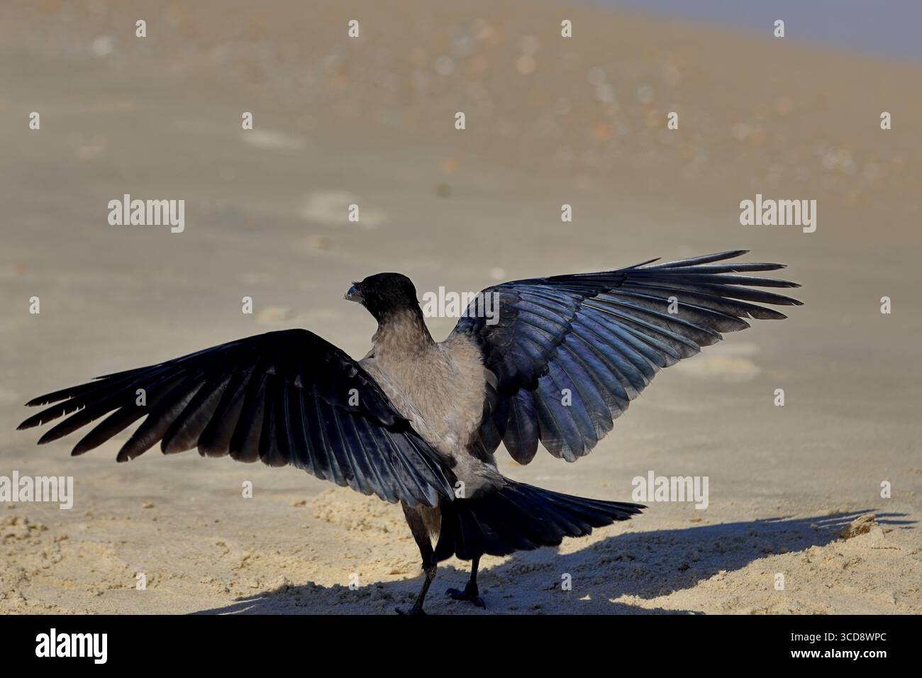 Corbeau à capuche débarquant sur une plage méditerranéenne en Israël, les ailes se déploient et l'ombre sur les dunes, une scène dynamique pour les licences éditoriales et commerciales. Banque D'Images