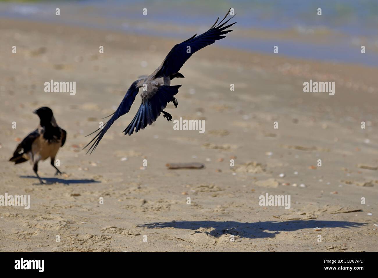 Corbeau à capuche atterrissant sur une plage de sable en Israël comme un autre oiseau observe, ailes cintrées et ombre sur le rivage, une scène animalière éditoriale dynamique. Banque D'Images