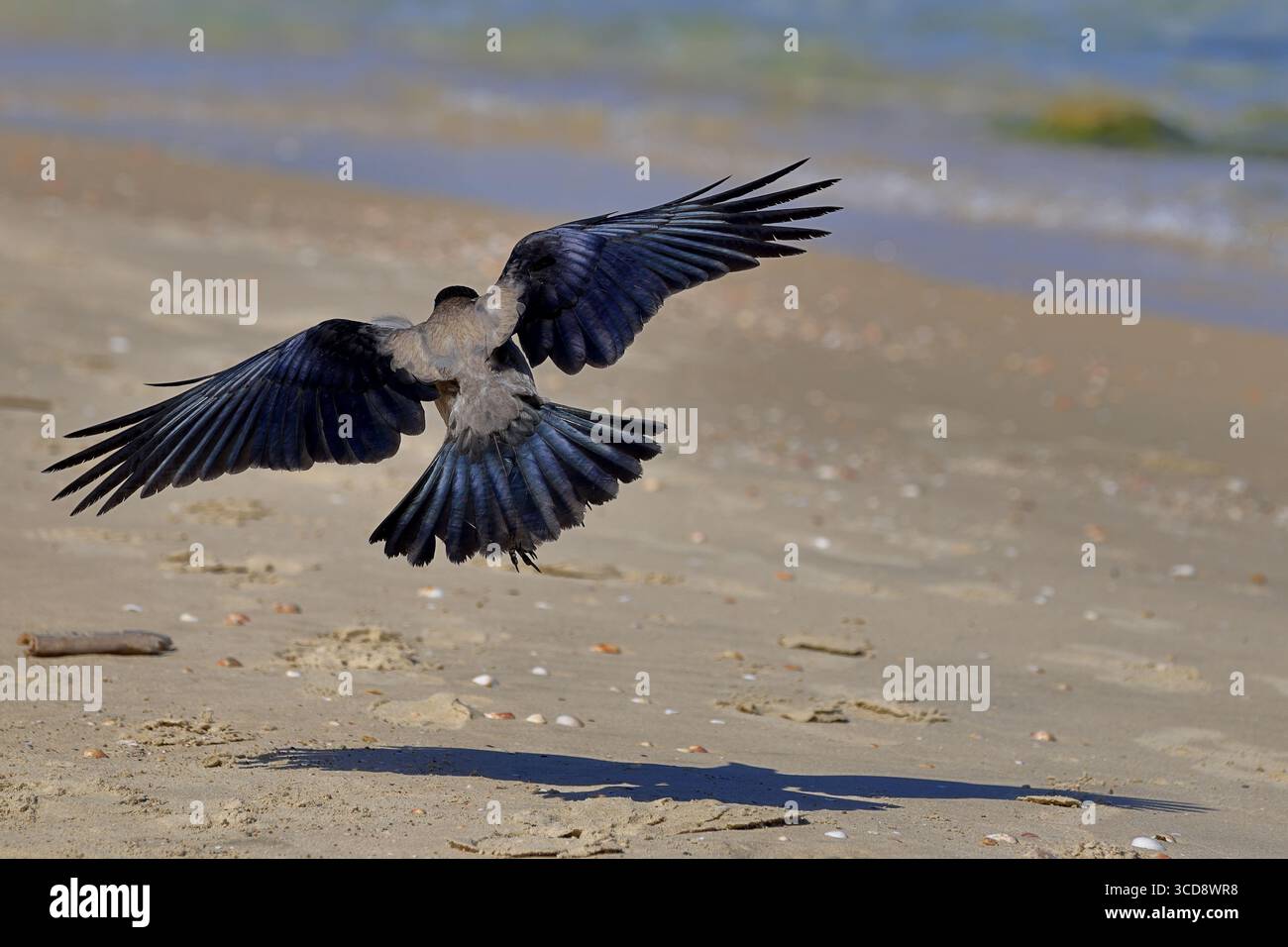 Corbeau à capuche rétroéclairé descendant sur une plage méditerranéenne en Israël, ailes évasées avec ombre en dessous, une scène animalière éditoriale dynamique pour licence. Banque D'Images