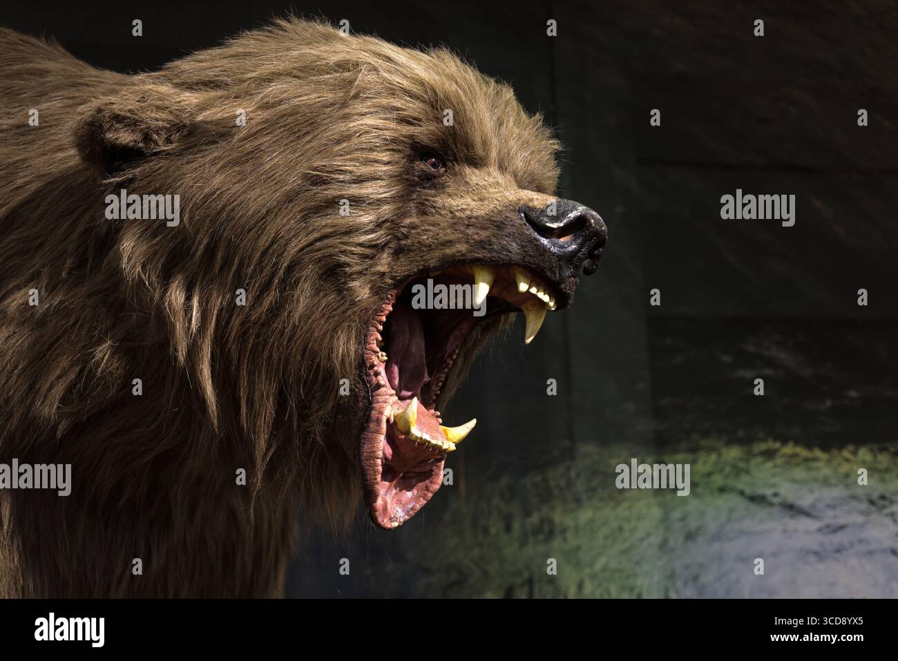 Reconstruction d'un ours des grottes. Musée civique d'histoire naturelle de Trieste Banque D'Images Reconstruction d'un ours des grottes. Musée civique d'histoire naturelle de Trieste Banque D'Images