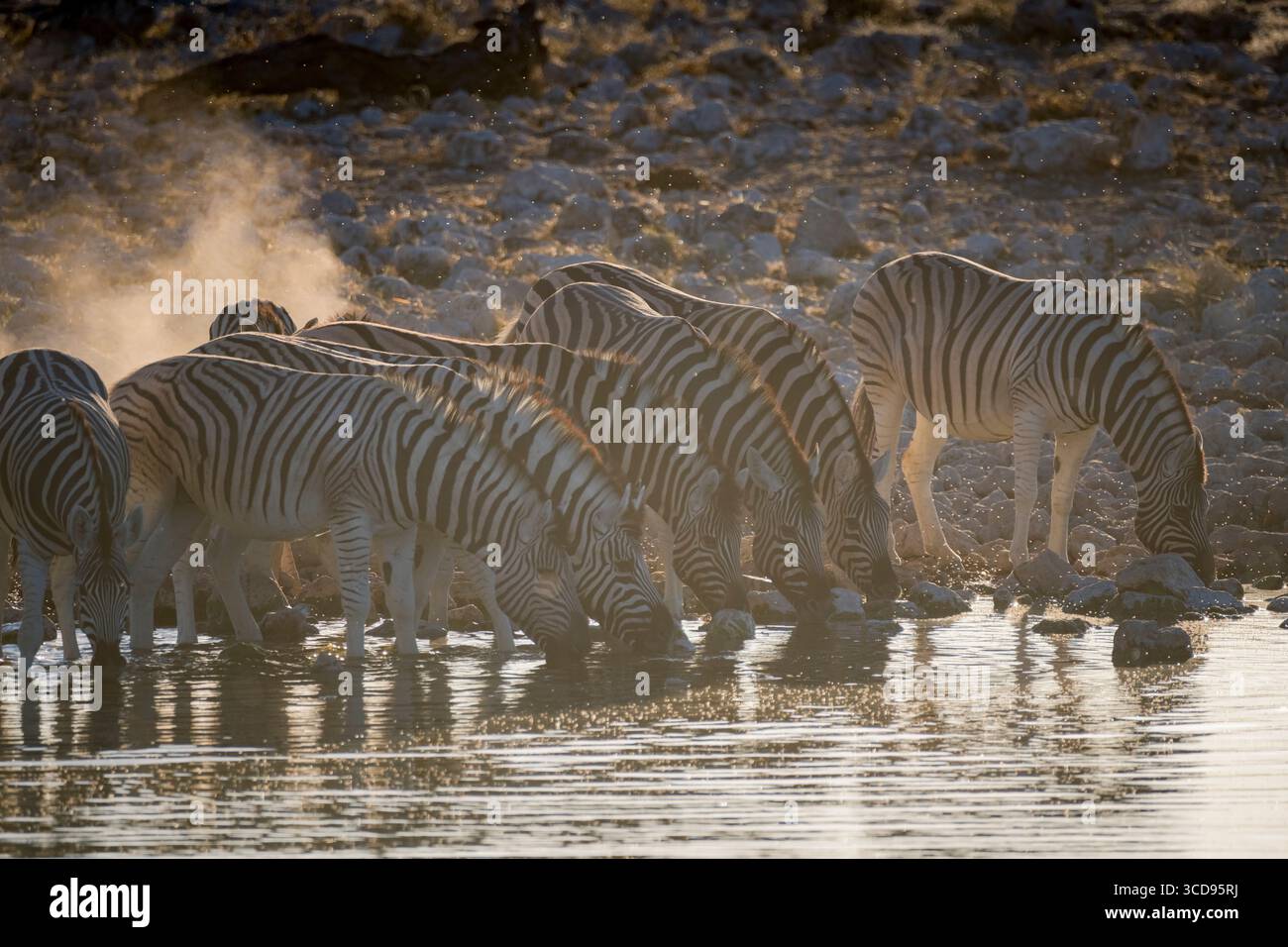 Vue rapprochée d'un troupeau de zèbres dans un trou d'eau à Etosha Banque D'Images